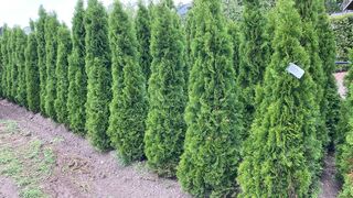 Ca. 50x Koningsconifeer, Thuja ‘Smaragd’, haagplant, wintergroen, ca.