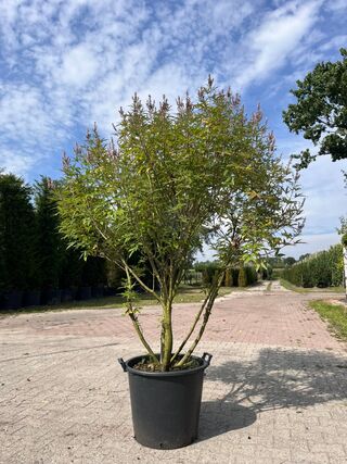 5x Sierstruik, Chionanthus Virginicus, E.a., sierheester, bloei/herfst