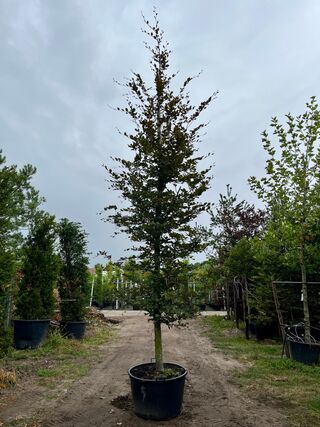 3x Rode beuk, Fagus ‘Atropunicea’, hoogstam, roodbladig, ca. 5-6 m hoo
