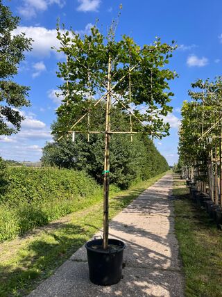 4x Beuk, Fagus Sylvatica, leiboom, ca. 180 cm stamhoogte