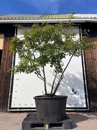 9x Krentenboompje, Amelanchier Lamarckii, meerstammig, witte bloesem,