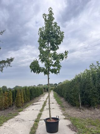 2x Amberboom, Liquidambar ‘Palo Alto’, hoogstam, herfstverkleuring, ca