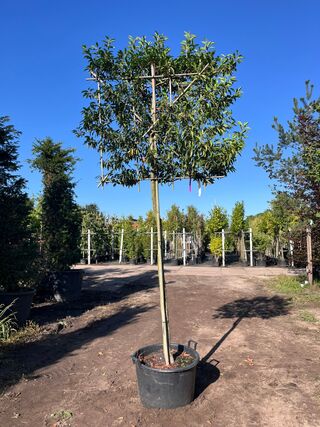 Portugese laurier, Prunus ‘Angustifolia’, leiboom, wintergroen, ca. 16