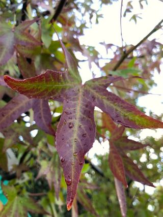 Amberboom, Liquidambar ‘Worplesdon’, hoogstam, herfstverkleuring, ca.