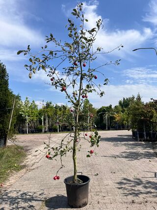Ca. 10x Appelboom, Malus ‘Redlove’, fruitgaardboom, rode appel, ca. 2.