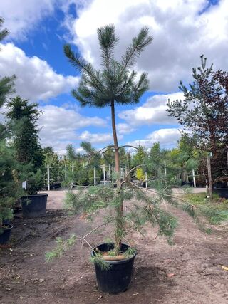 3x Grove den, Pinus Sylvestris, naaldboom, wintergroen, ca. 3 m hoog