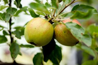 5x Appelboom, Malus ‘Redlove’, E.a., fruitgaardboom, vruchtdragend, ca