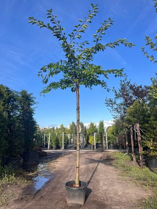 Yoshinokers, Prunus Yedoensis, bloesemboom, witte bloesem, ca. 220cm s