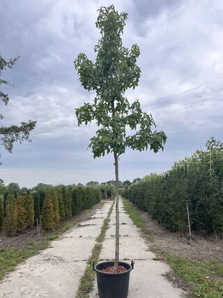 2x Amberboom, Liquidambar ‘Palo Alto’, hoogstam, herfstverkleuring, ca