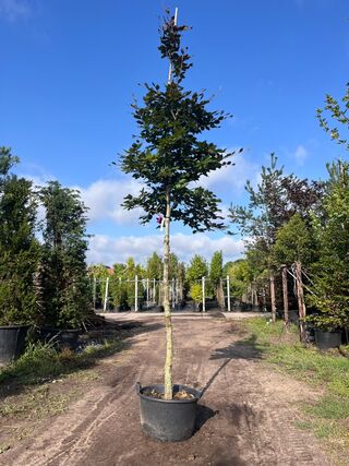 4x Rode beuk, Fagus ‘Atropunicea’, hoogstam, roodbladig, ca. 5 m hoog