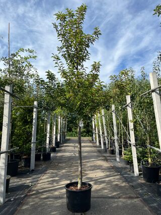 Portugese laurier, Prunus ‘Brenelia’, hoogstam, wintergroen, ca. 3-3.5