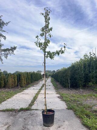 2x Kersenboom, Prunus ‘Victoria’, fruitgaardboom, vruchtdragend, ca. 3