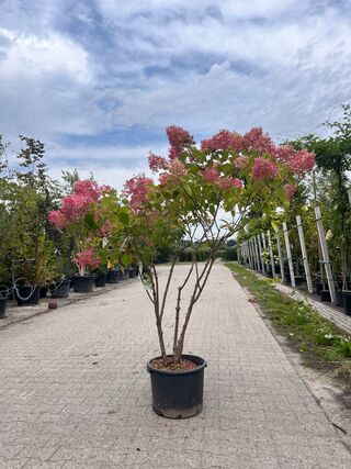Meerstammige hortensia, Hyrdangea ‘Limelight’, meerstammig, ca. 150-17