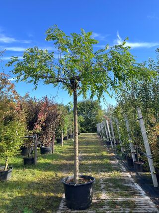 2x Rode acacia, Robinia ‘Casque Rouge’, dakboom, rozerode bloei, ca. 2