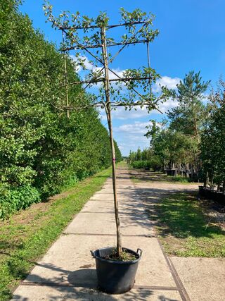 2x Perenboom, Pyrus ‘Doyenne Du Comicé’, leiboom, ca. 180 cm stamhoogt