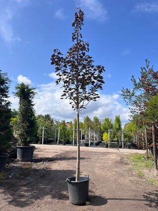 Noorse esdoorn, Acer ‘Royal Red’, hoogstam, roodbladig, ca. 4-5 m hoog