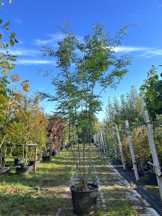 2x Valse Christusdoorn, Gleditsia ‘Skyline’, meerstammig, ca. 250-300