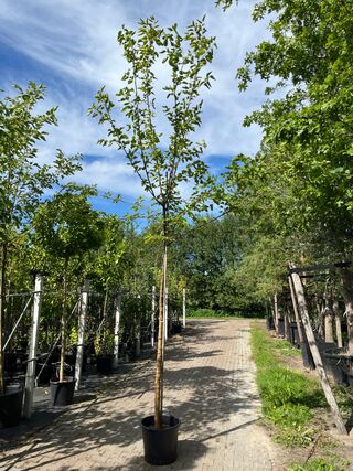 4x Witte moerbei, Morus ‘Fruitless’, hoogstam, ca. 3-3.5 m hoog