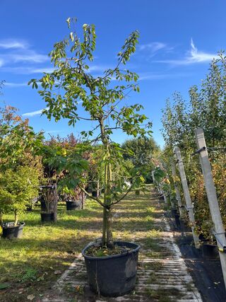 2x Kersenboom, Prunus ‘Kordia’, fruitgaardboom, vruchtdragend, ca. 3m