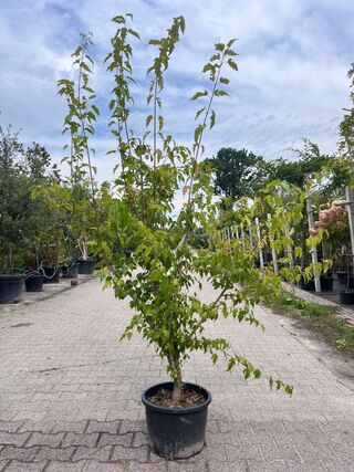 2x Chinese esdoorn, Acer Tataricum Ginnala, sierheester, ca. 150-175 c