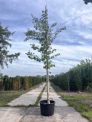 Japanse notenboom, Ginkgo Biloba, hoogstam, gele herfstkleur, ca. 3.5-