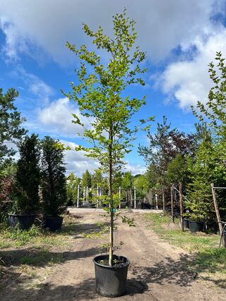 4x Beuk, Fagus Sylvatica, geveerd, groenbladig, ca. 4-5 m hoog
