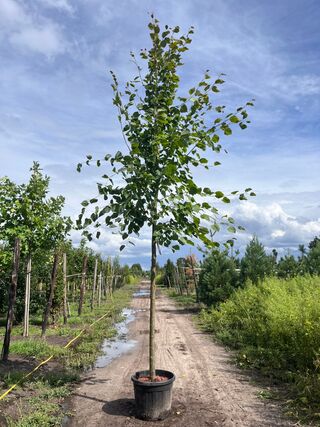 Koningslinde, Tilia ‘Pallida’, hoogstam, ca. 5 m hoog