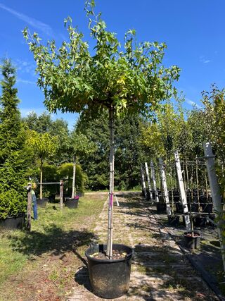 2x Amberboom, Liquidambar ‘Worplesdon’, dakboom, herfstverkleuring, ca