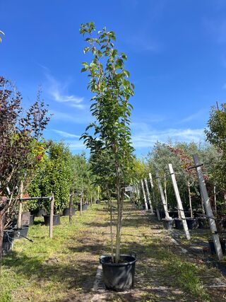 2x Japanse sierkers, Prunus ‘Amanogawa’, meerstammig, roze bloei, ca.