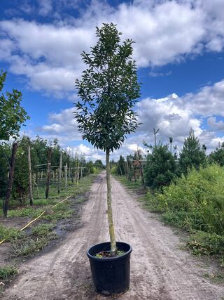 5x Portugese laurier, Prunus ‘Angustifolia’, leigeschikt, wintergroen,