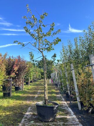 2x Kersenboom, Prunus ‘Kordia’, fruitgaardboom, vruchtdragend, ca. 3m