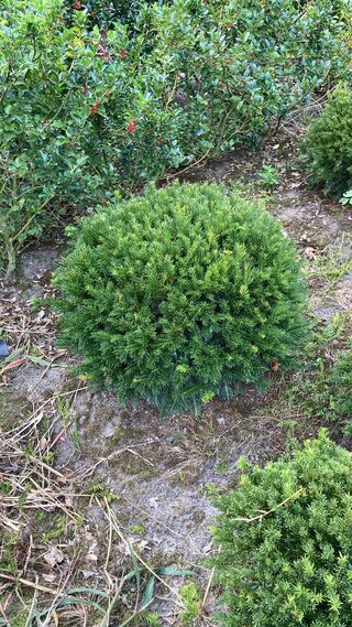 Ca. 85x Venijnboom, Taxus Baccata, bol, wintergroen, ca. 50-60 cm bree