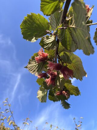 Rode hazelaar, Corylus ‘Purpurea’, sierheester, roodbladig, ca. 350-40