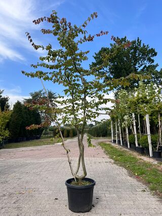 8x Perzisch ijzerhout, Spierstruik, Parrotia Persica En Spiraea ‘Goldf