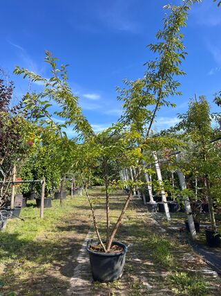 2x Japanse sierkers, Prunus ‘Autumnalis Rosea’, meerstammig, zachtroze