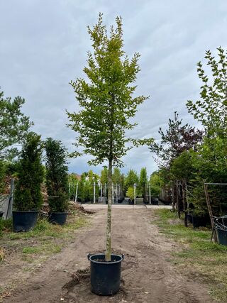Haagbeuk, Carpinus Betulus, hoogstam, ca. 5-6 m hoog