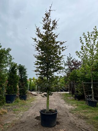 3x Rode beuk, Fagus ‘Atropunicea’, hoogstam, roodbladig, ca. 5-6 m hoo