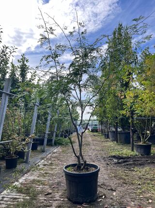 2x Valse Christusdoorn, Gleditsia Triacanthos Inermis, meerstammig, ca
