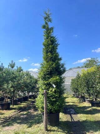 Conifeer, Thuja ‘Gelderland’, haagplant, wintergroen, ca. 400-450 cm h