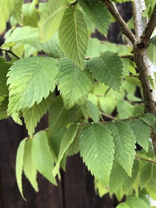 Japanse schijniep, Zelkova Serrata, hoogstam, ca. 4-5 m hoog