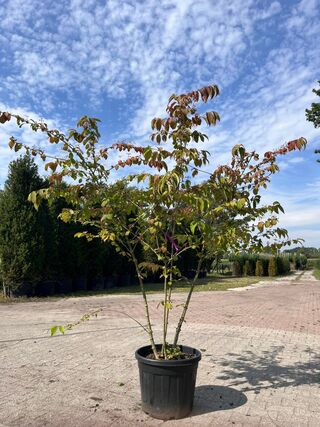 5x Sierstruik, Cercidiphyllum Japonicum, E.a., sierheester, bloei/herf