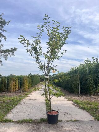 Krentenboompje, Amelanchier Lamarckii, solitair, ca. 200 cm hoog