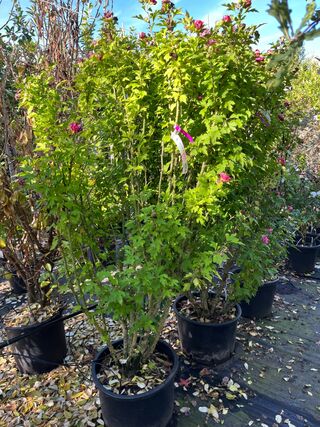 5x Altheastruik, Hibiscus ‘Duc De Brabant’, sierheester, roze bloei, c