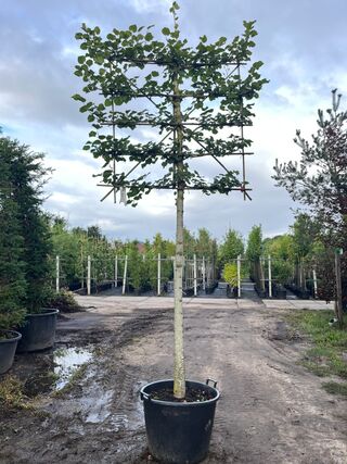 3x Koningslinde, Tilia ‘Pallida’, leiboom, ca. 200 cm stamhoogte
