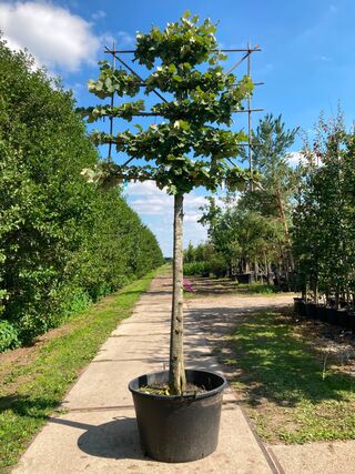 2x Zilverlinde, Tilia ‘Brabant’, leiboom, ca. 200 cm stamhoogte