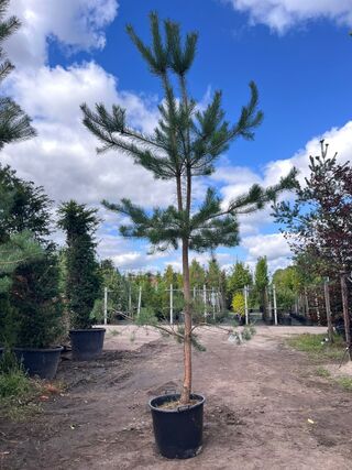2x Grove den, Pinus Sylvestris, naaldboom, wintergroen, ca. 3.5 m hoog
