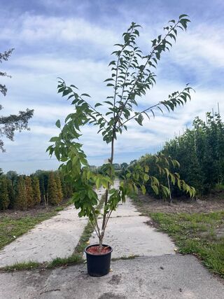 4x Japanse sierkers, Prunus ‘Kanzan’, meerstammig, dieproze bloei, ca.