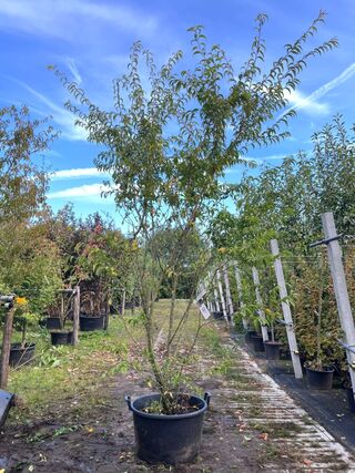 Japanse sierkers, Prunus ‘Oshidori’, meerstammig, wit/roze bloei, ca.