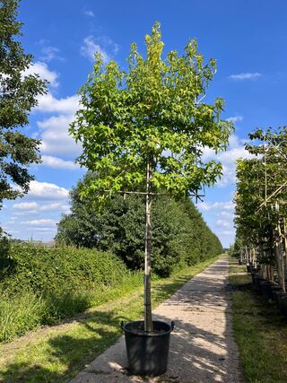 3x Amberboom, Liquidambar Styraciflua, leiboom, herfstverkleuring, ca.