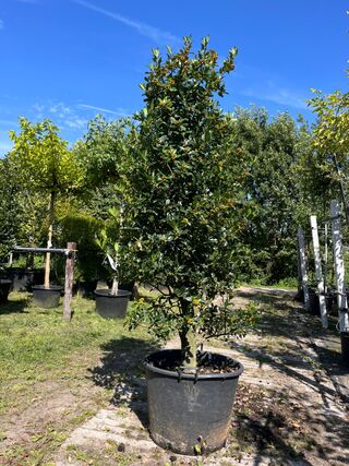 Hulst, Ilex ‘Limsi’, solitair, wintergroen, ca. 200-225 cm hoog